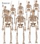 Preview: Set von 8 Skeletten 15 cm mit 11 m langer Schnur zum Aufhängen